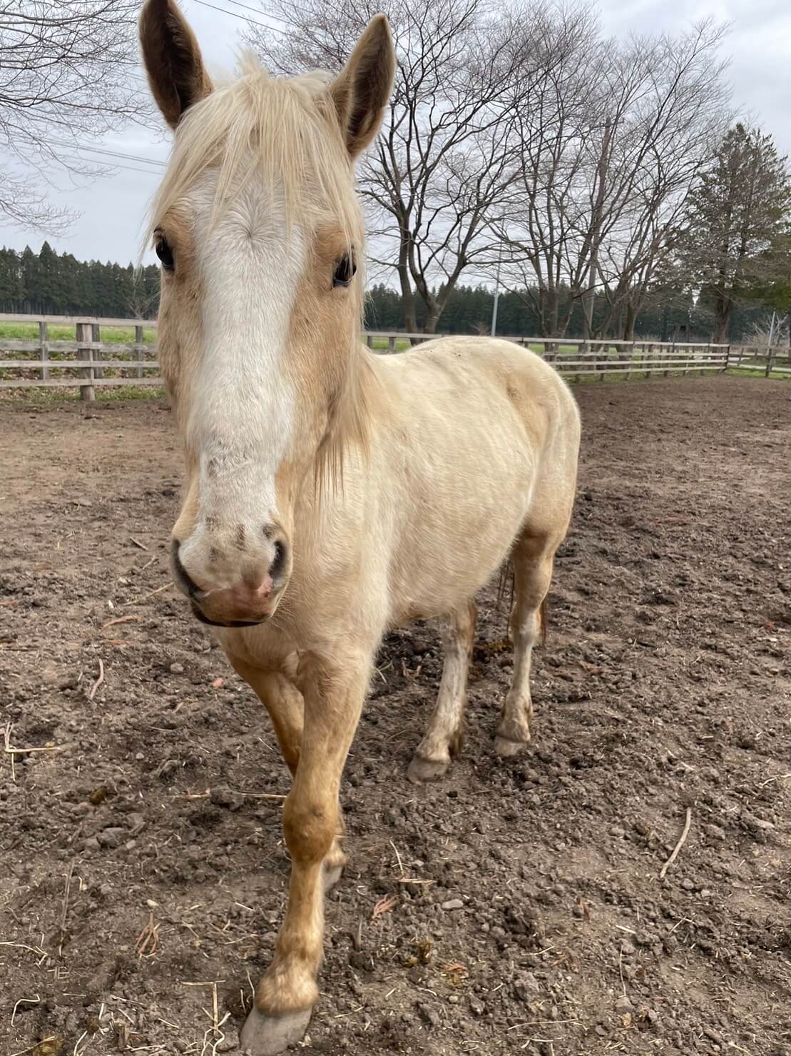 紹介写真：令馬