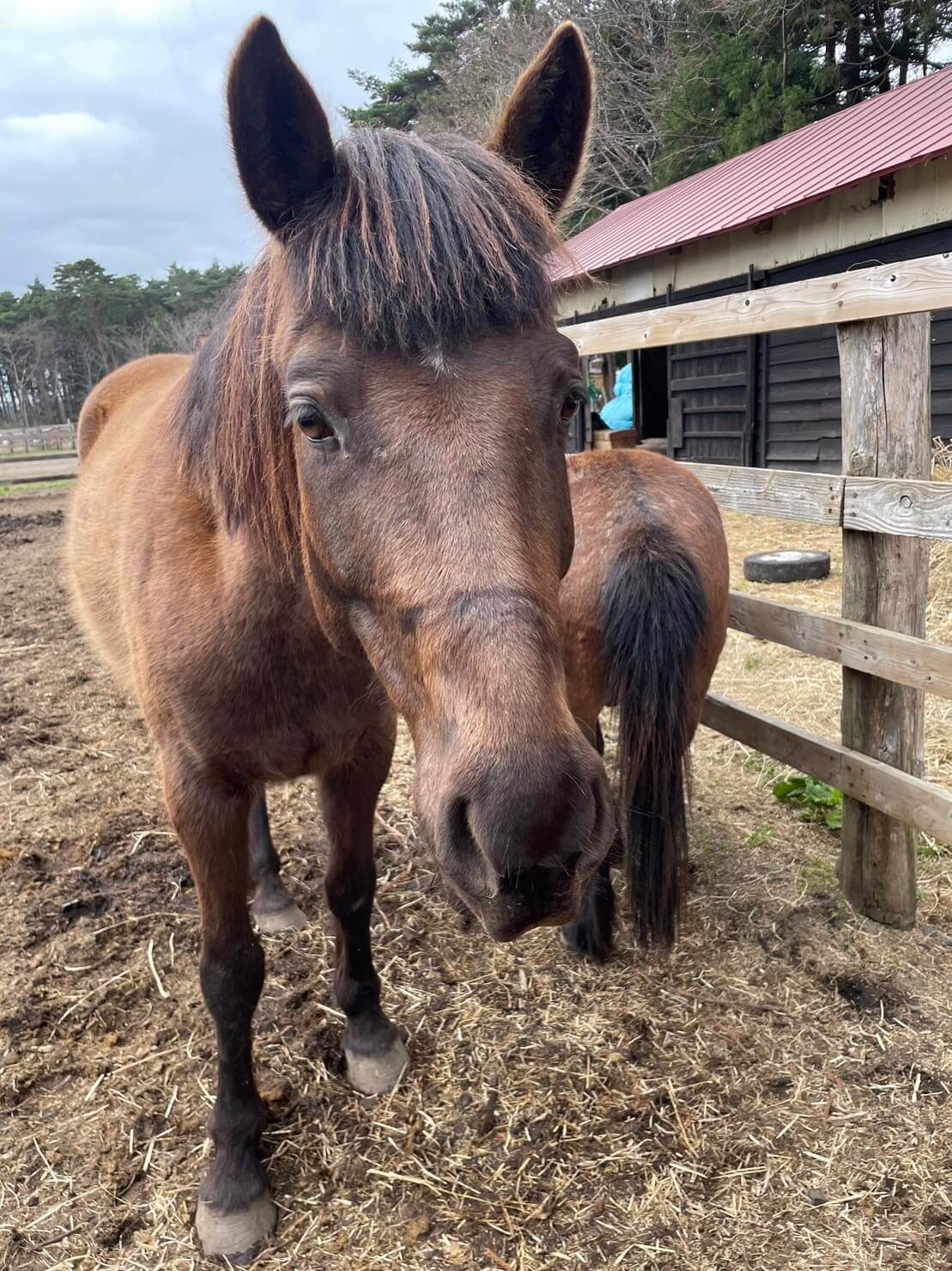 紹介写真：風馬